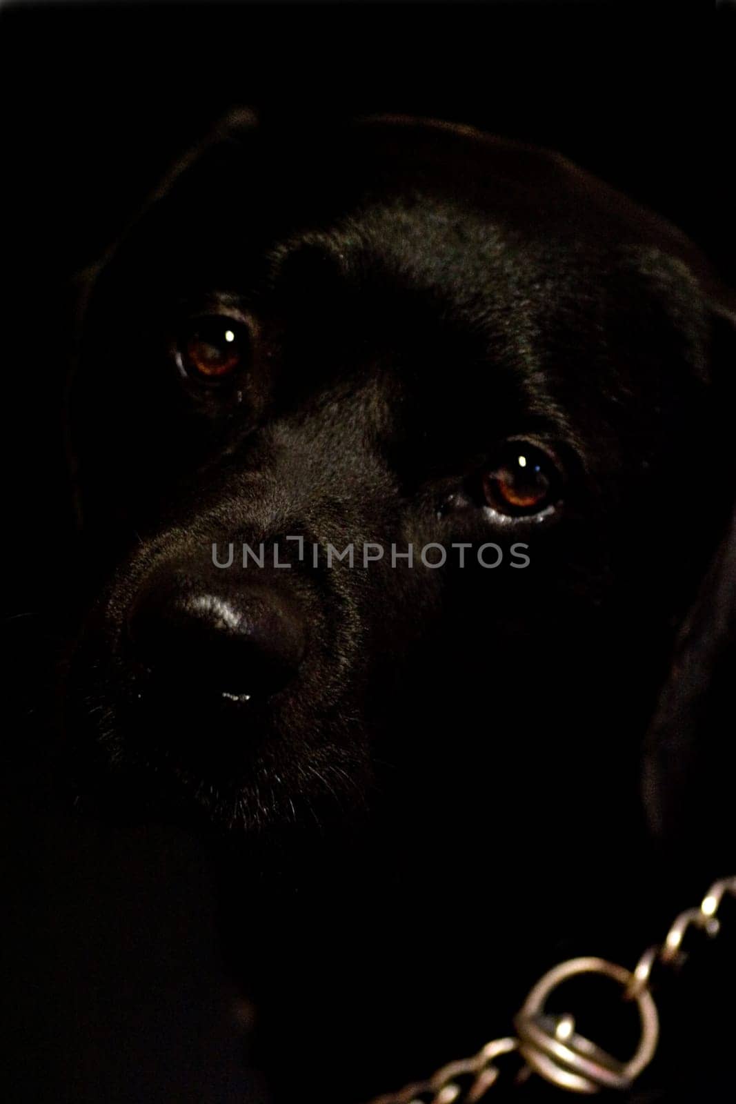 Black Dog