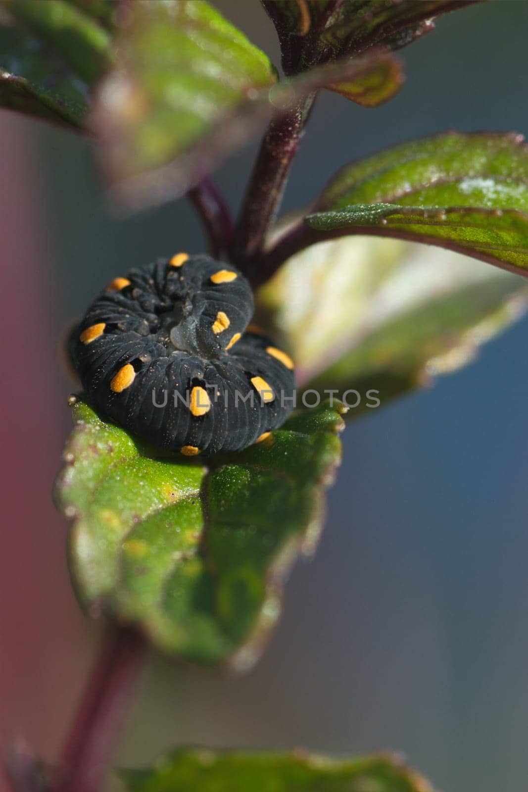 This is the larva of a sawfly,but I don't know which one exactly. Further information is therefore very welcome ...
