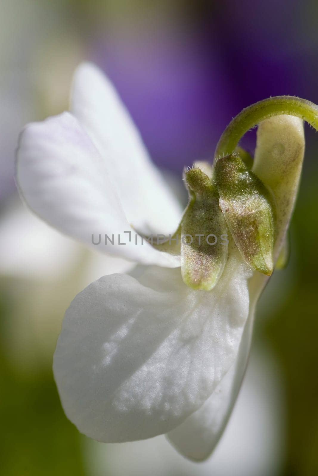 White violet