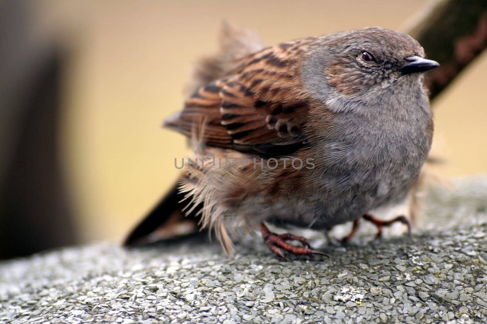 Still visibly dazed after it flew against my window pane. But after the bird recovered,it flew up again and away.