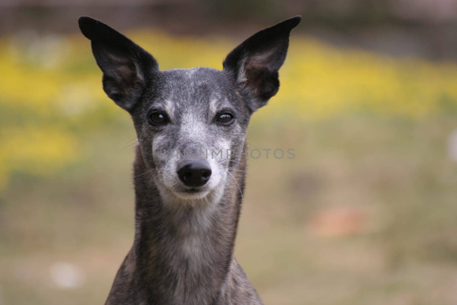 Whippet Portrait