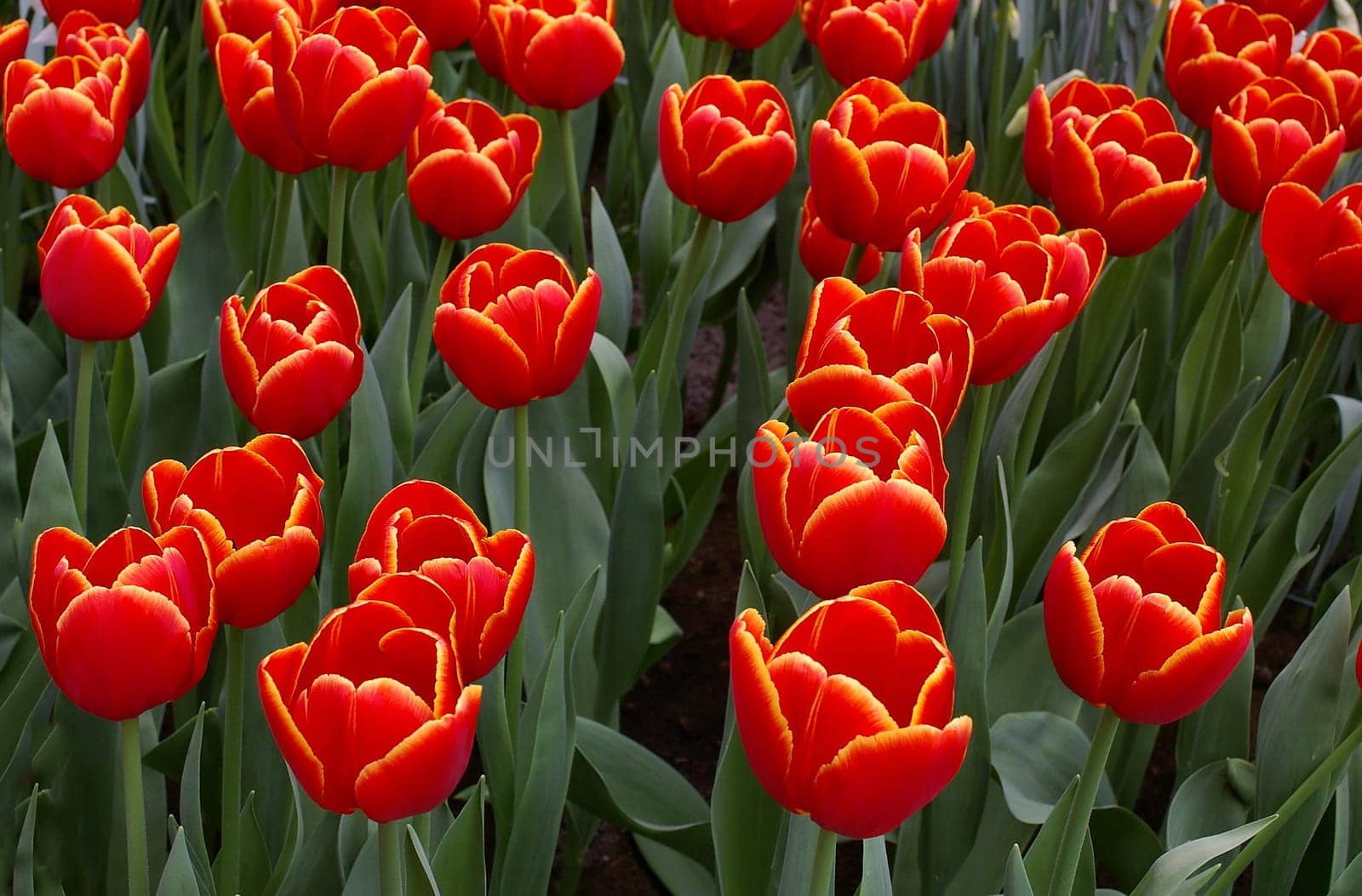 Flowerage