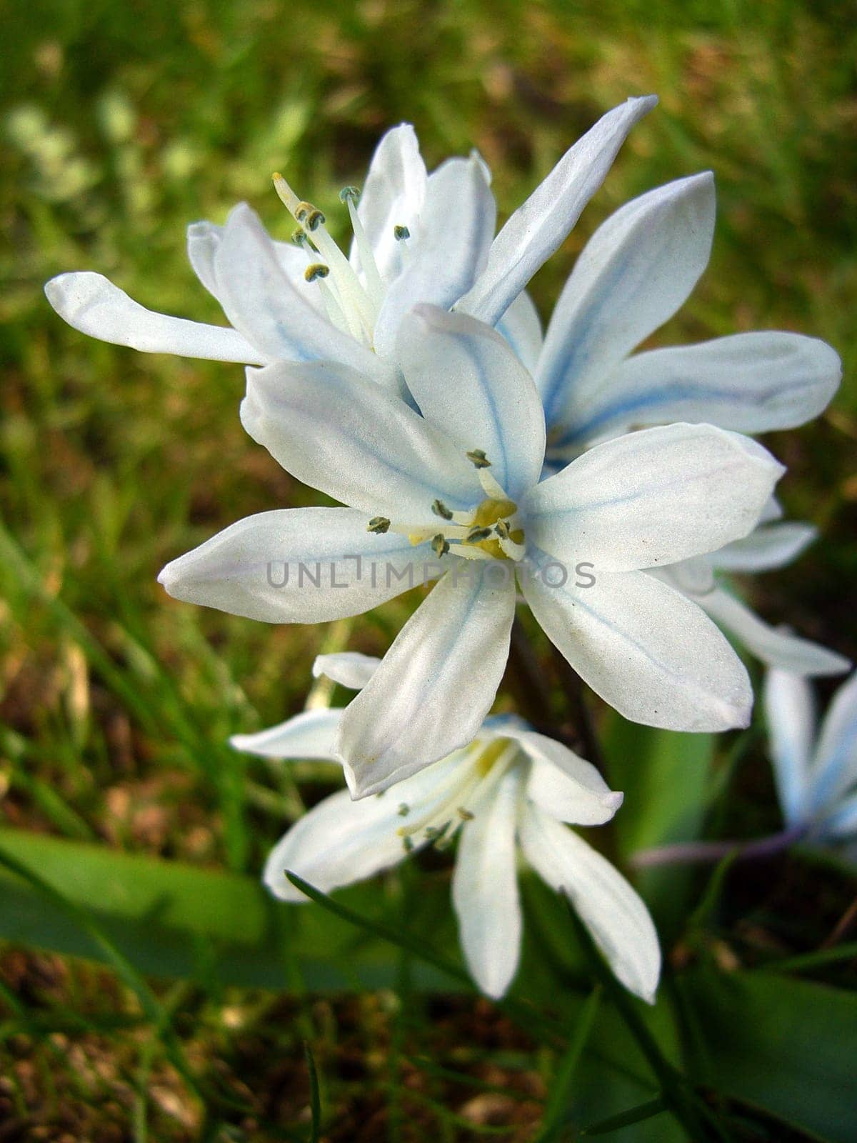 Lily
