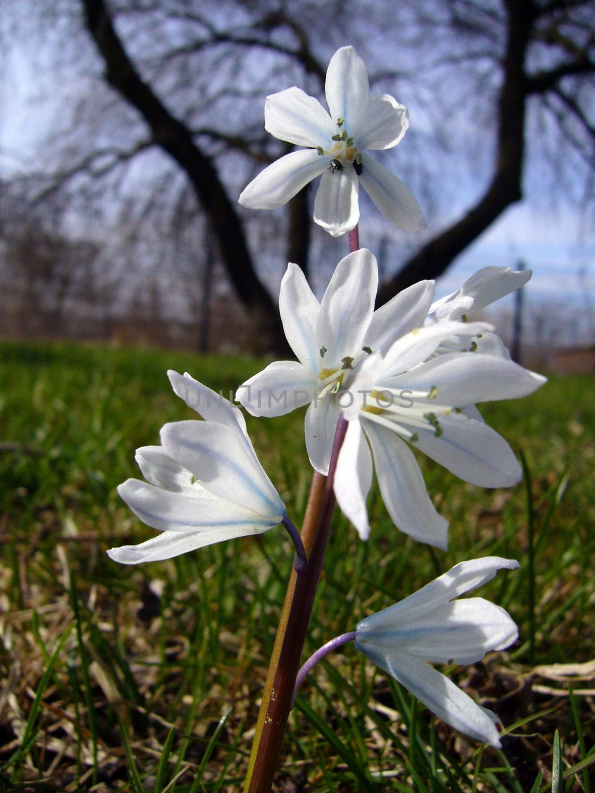 Lily