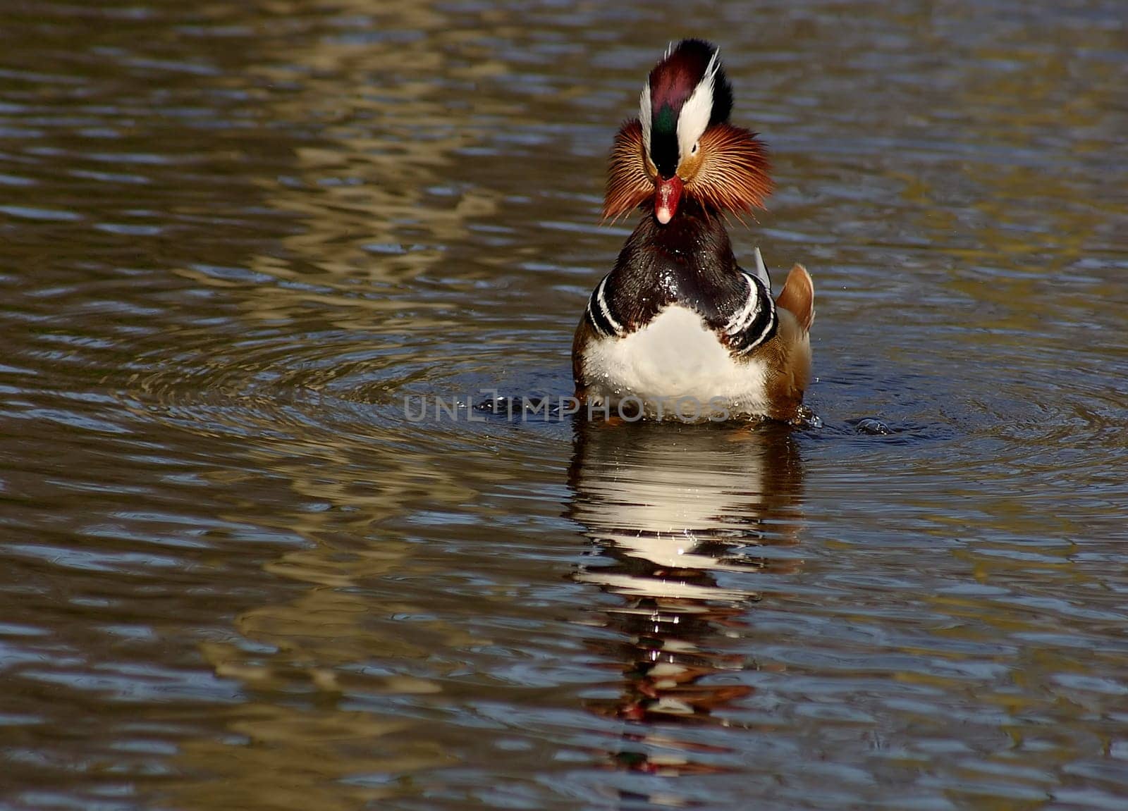 Fluffed up