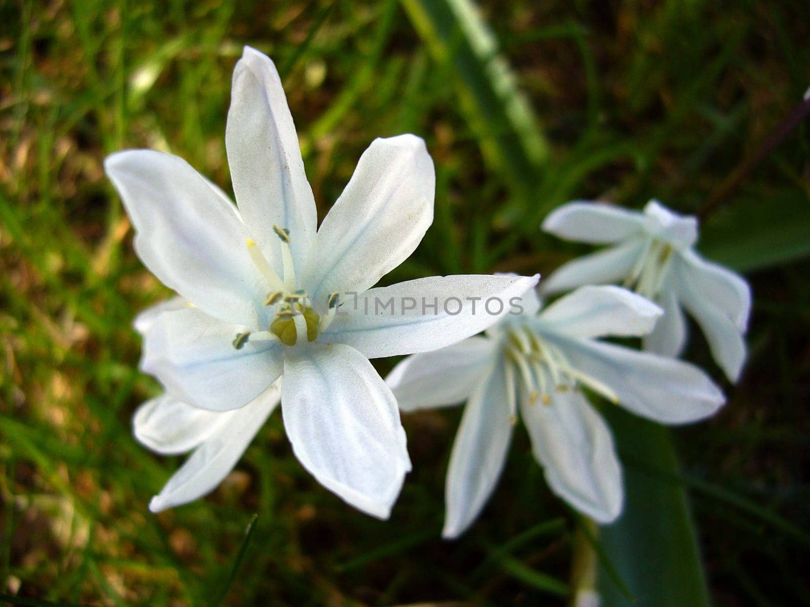 Lily