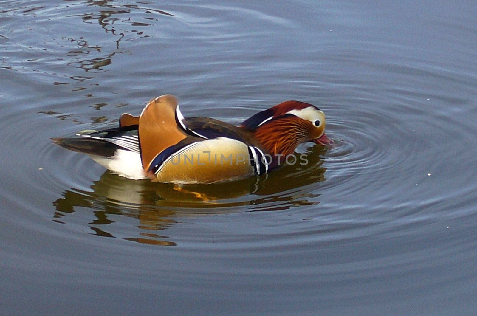 Duck