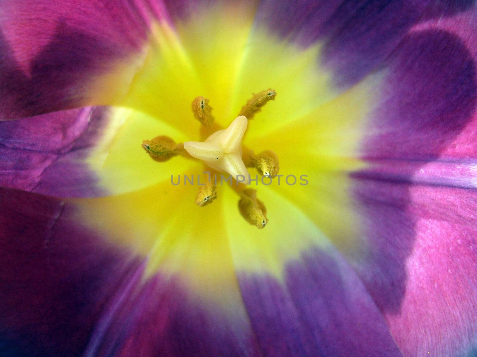 Tulip