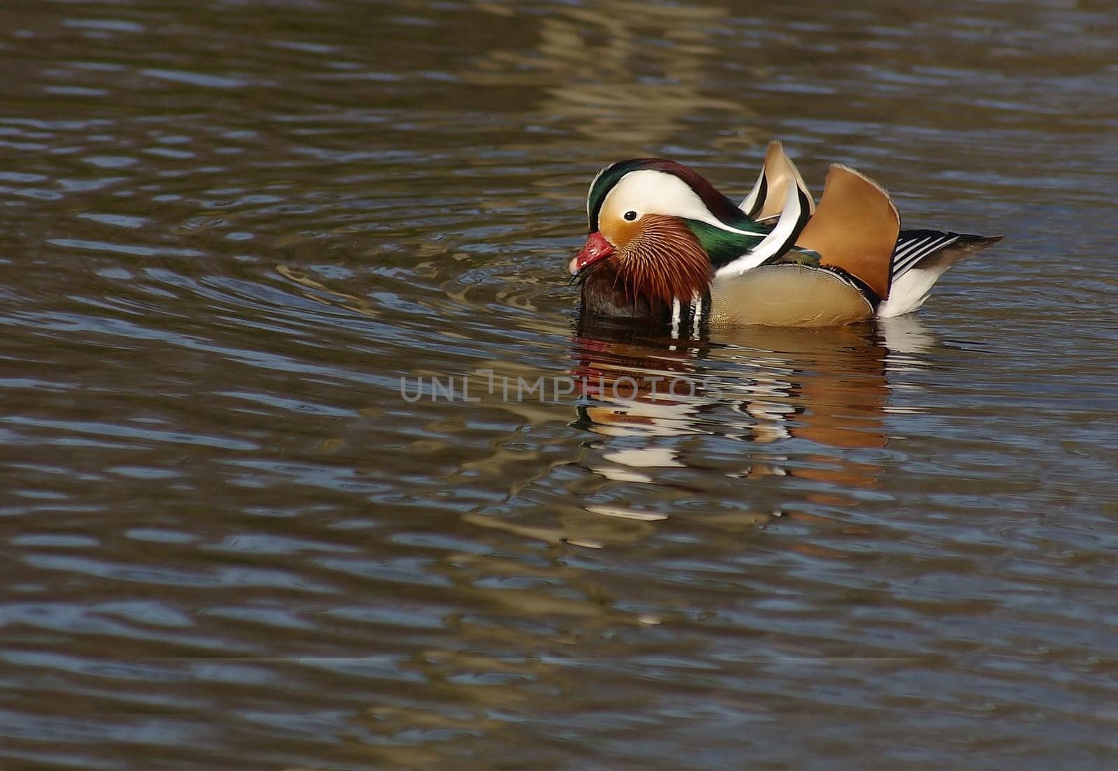 Colorful swimming bird