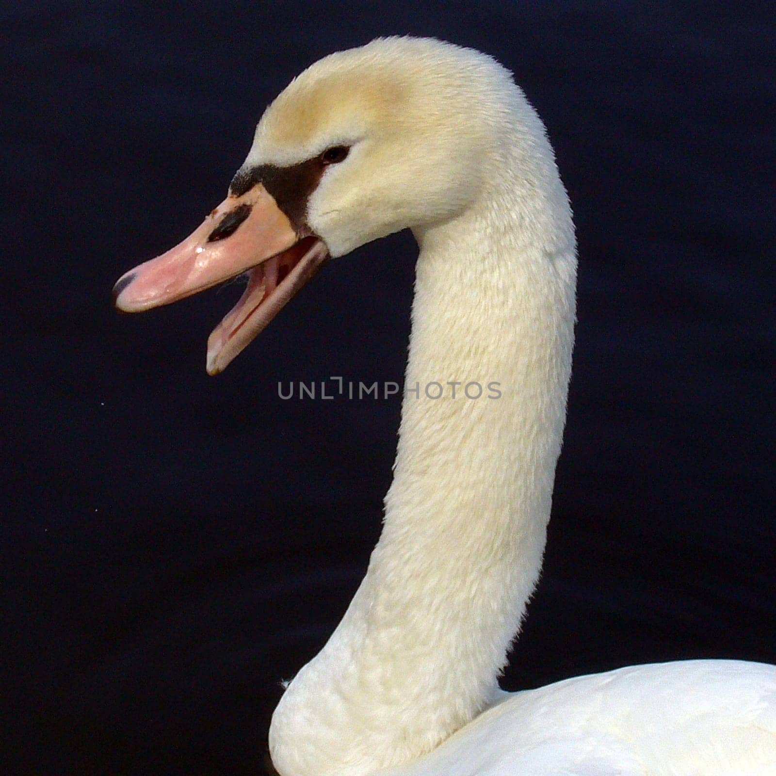 Swan