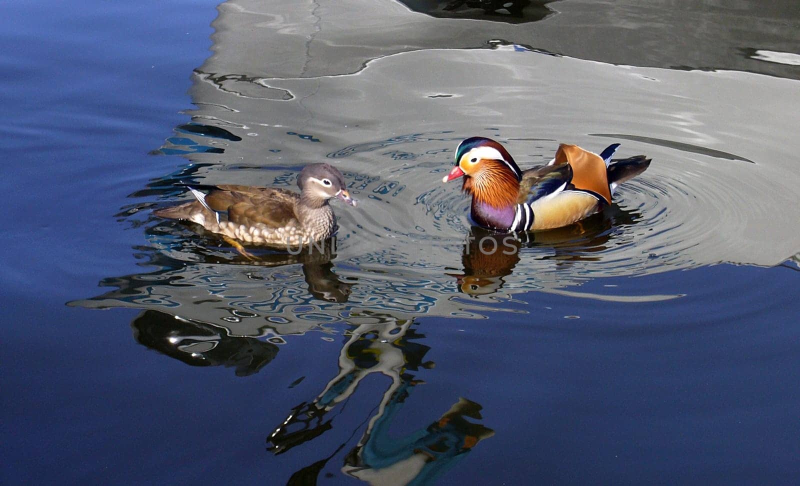 Ducks