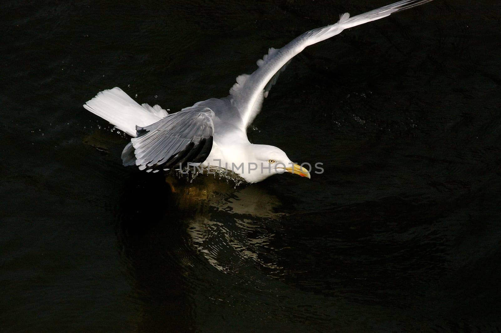 Landing
