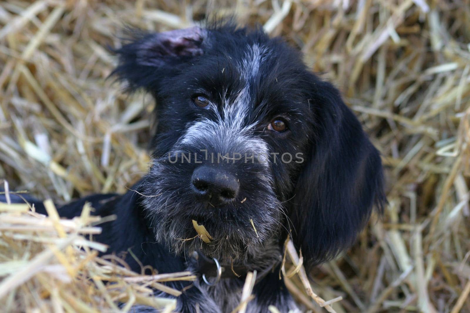 Young German Wirehaired Puppy in a pile of straw