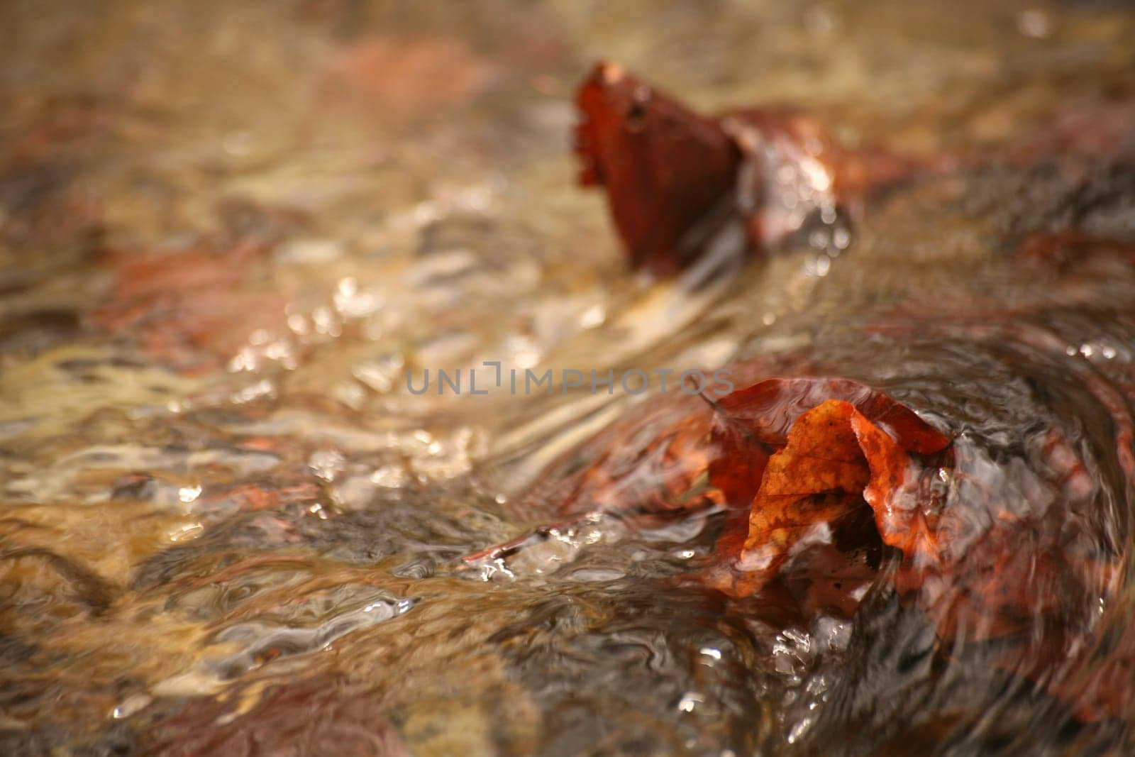 Autumn leaves in water