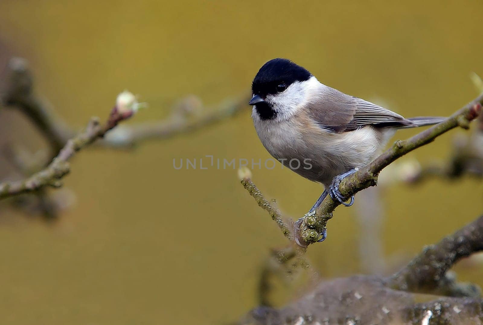 Swamp (Poecile palustris)