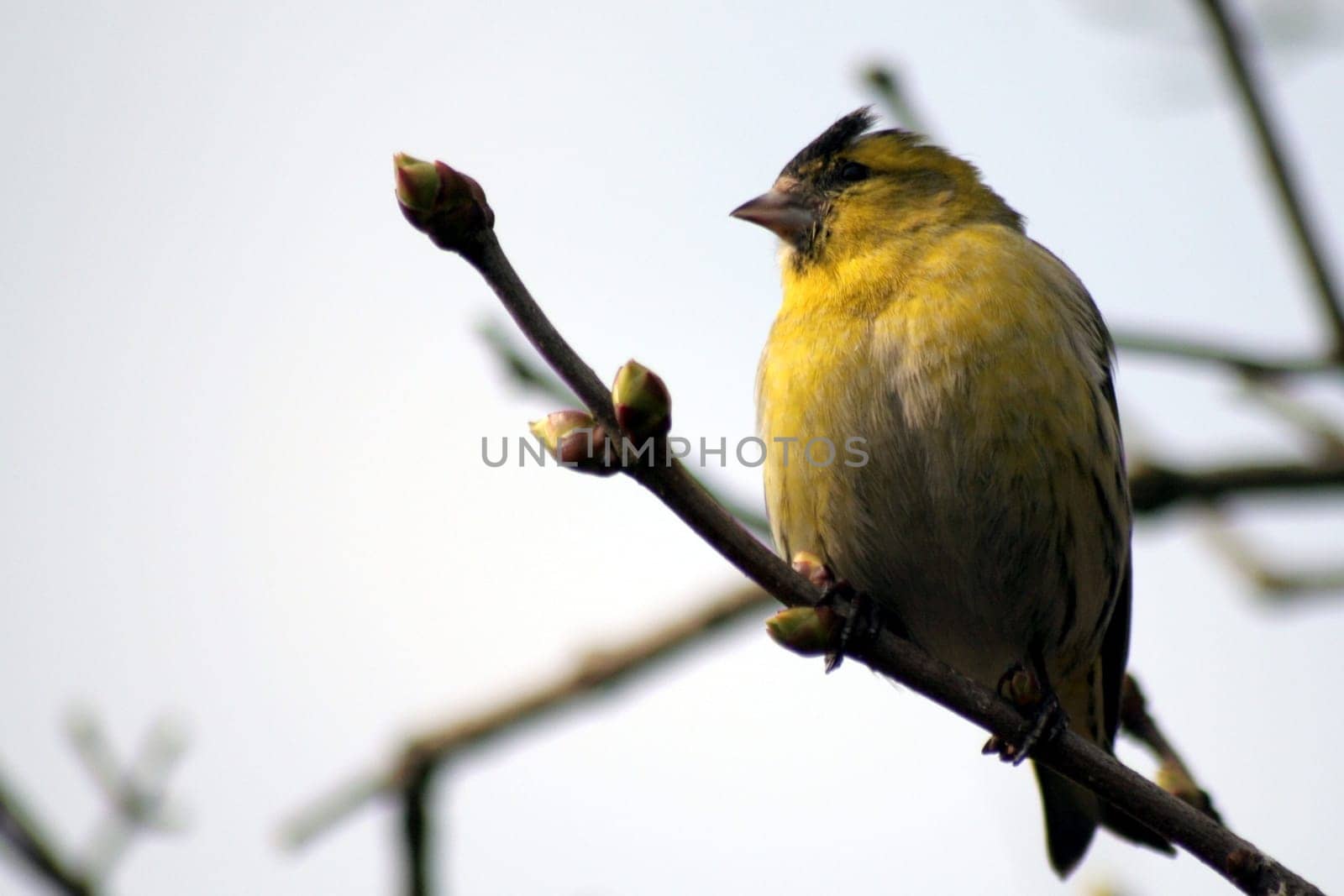 Siskin