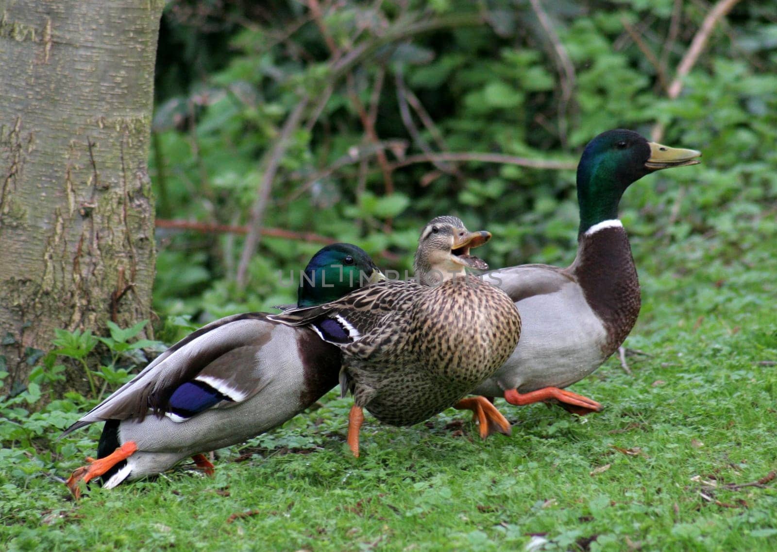 The duck couple was actually sitting contentedly together in the grass,suddenly another drake stalked up,became intrusive,the duck had a hard time,and "her"" drake couldn't really do anything either..."