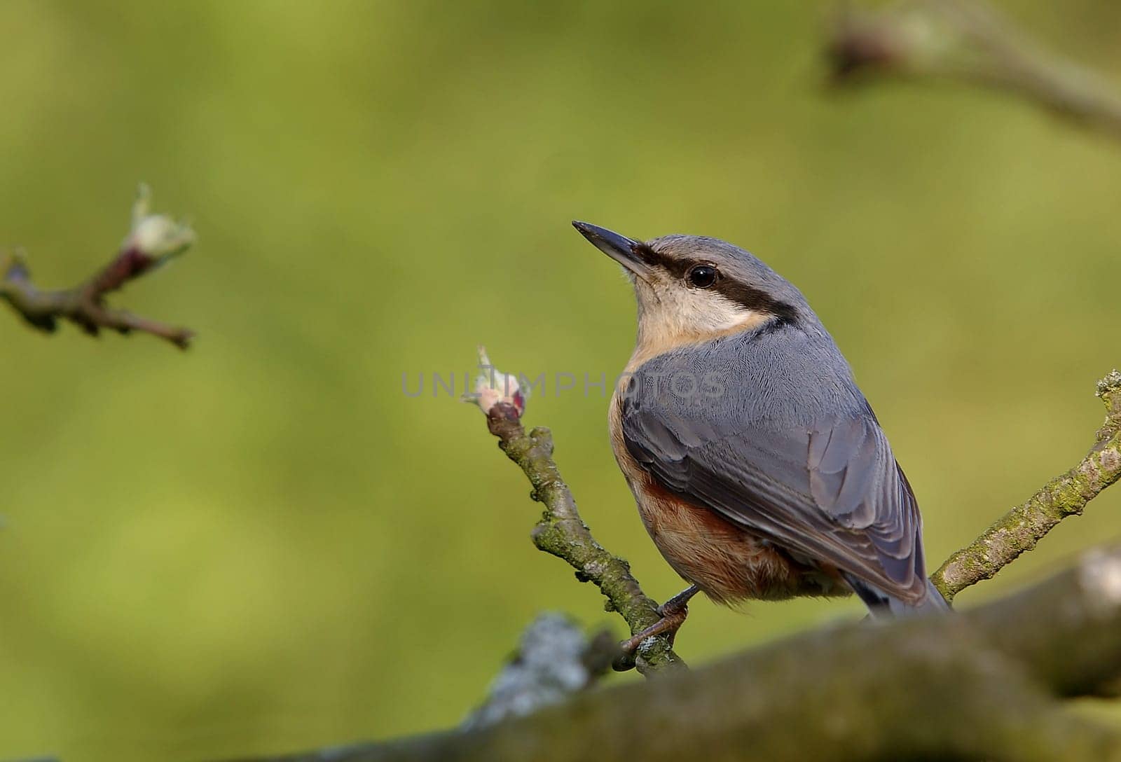 Nuthatches in spring