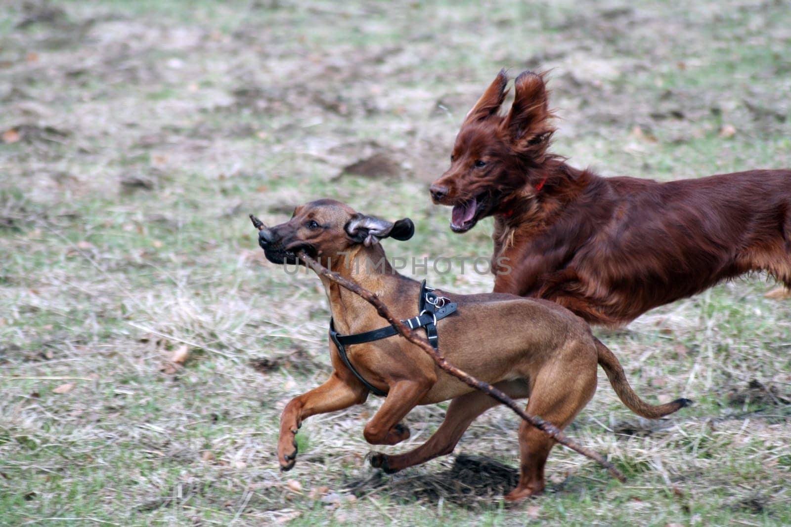 Two dogs,one stick
