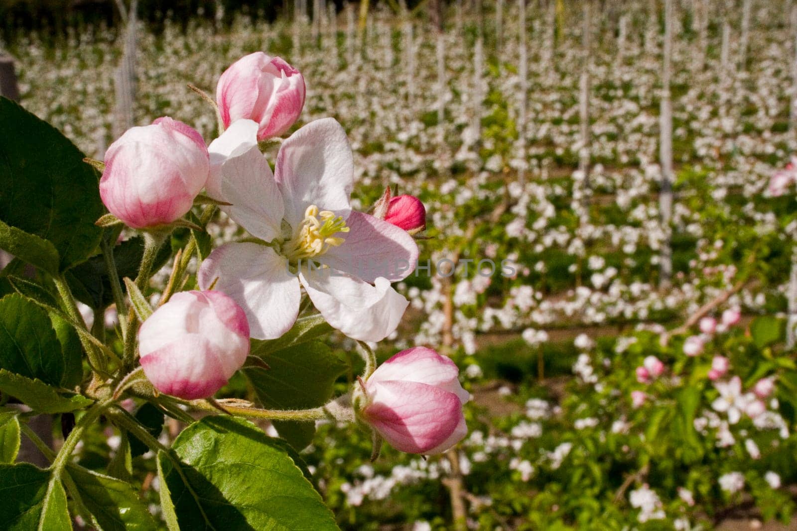 Apple blossom
