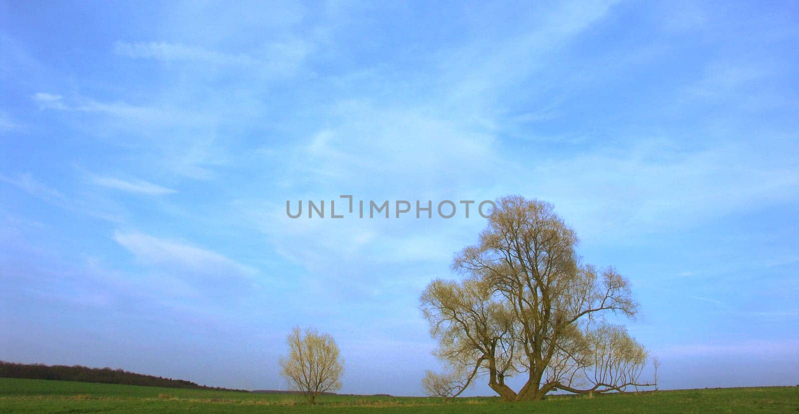 A fascinating tree