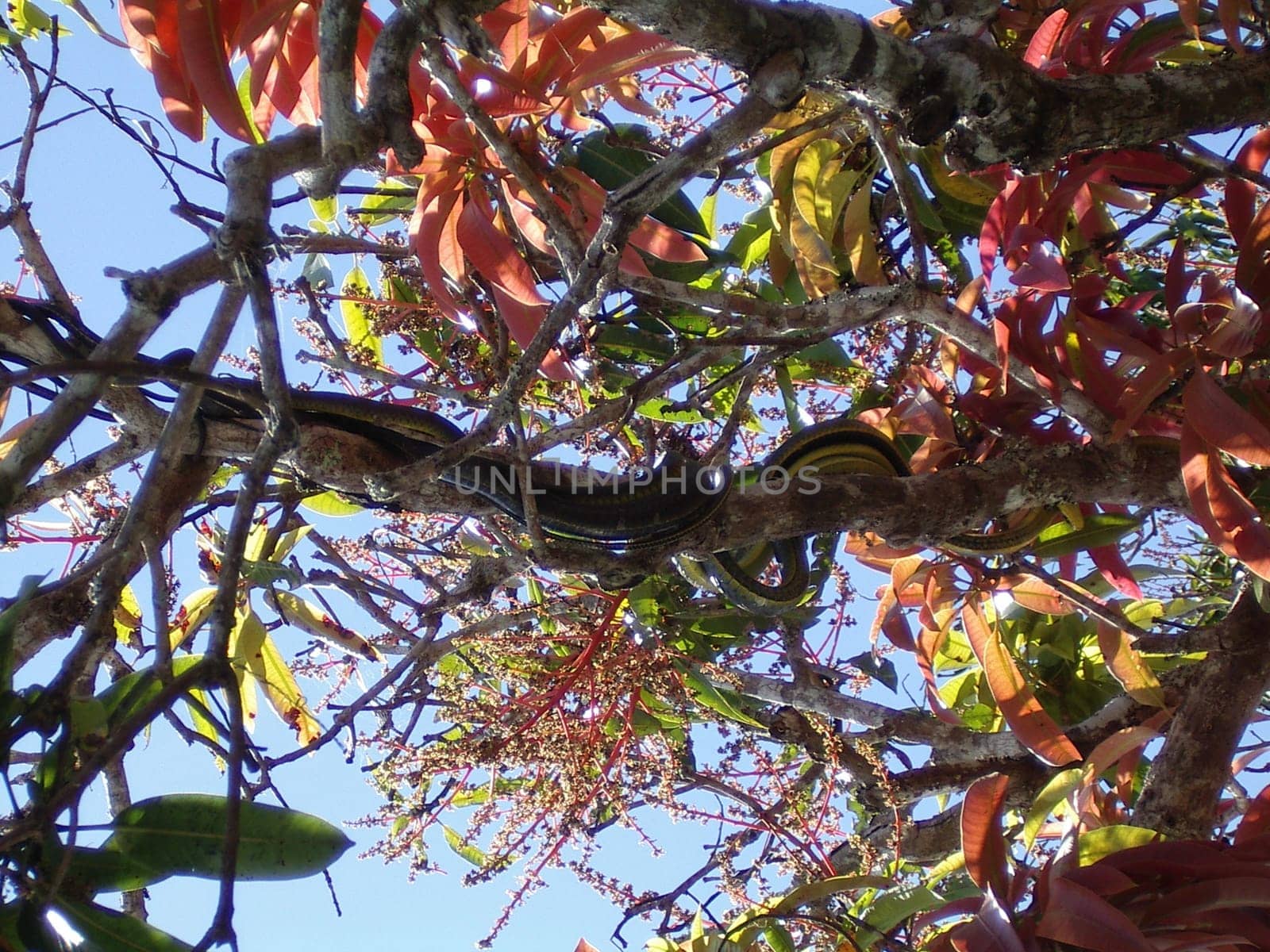 Snakes in the tree