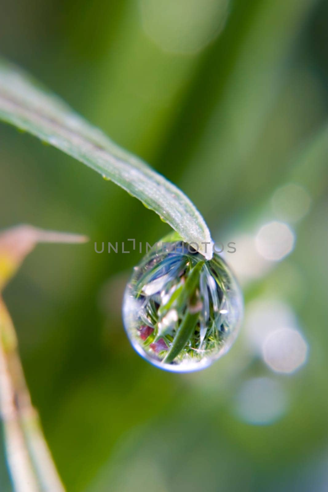 Dewdrops with reflection of blades of grass