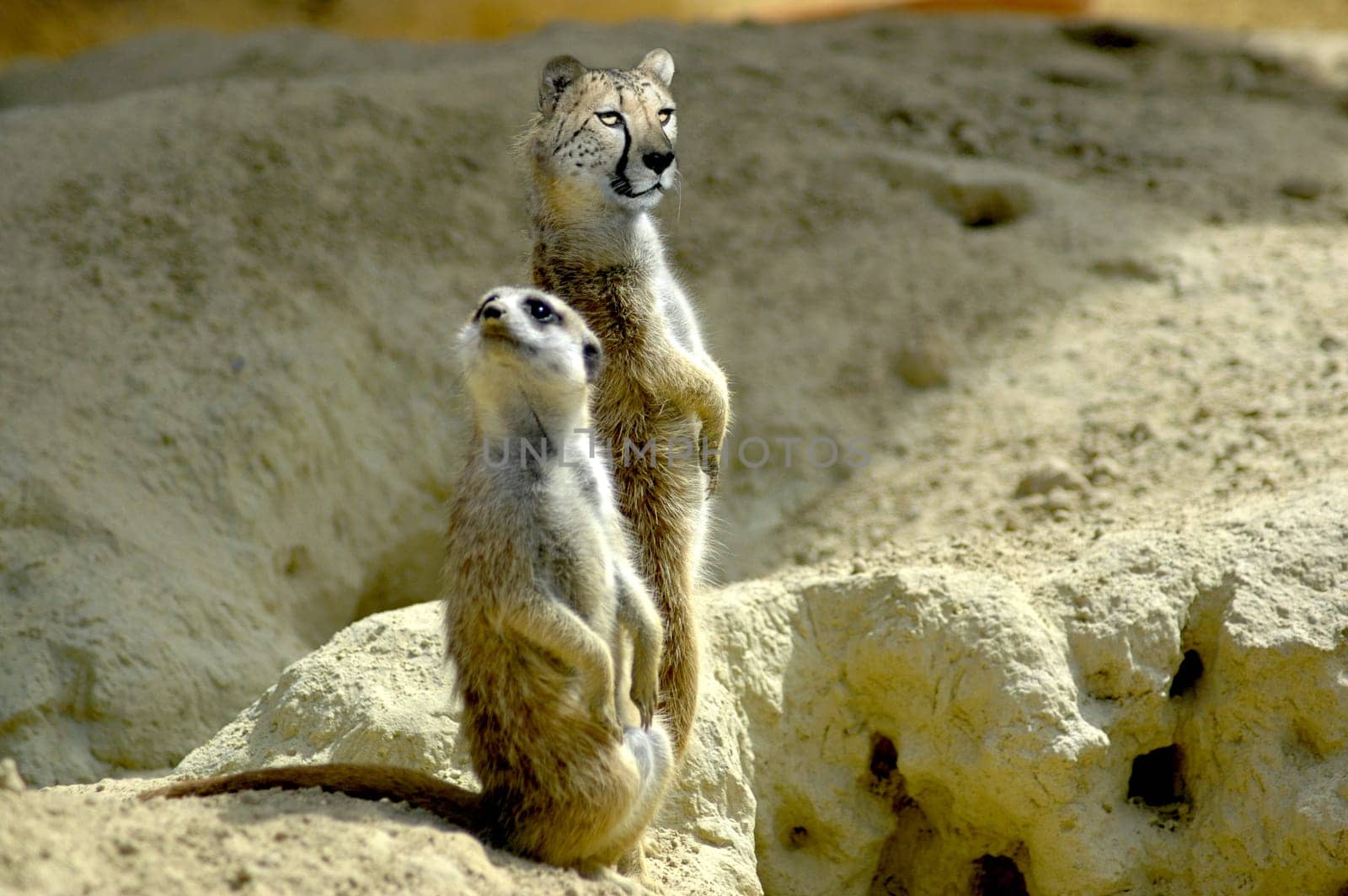 Are you laughing ? I call my brother