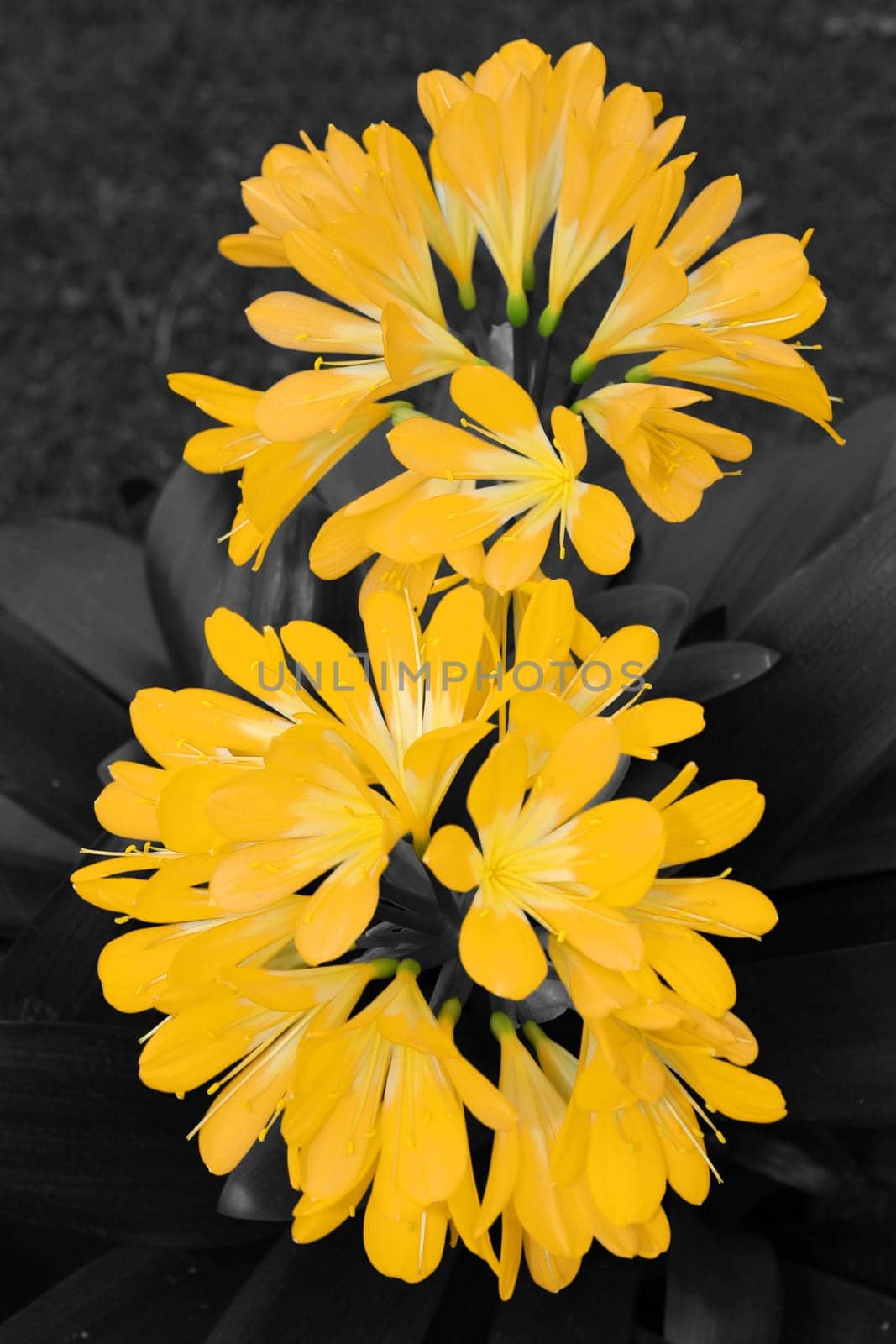 Clivie Yellow