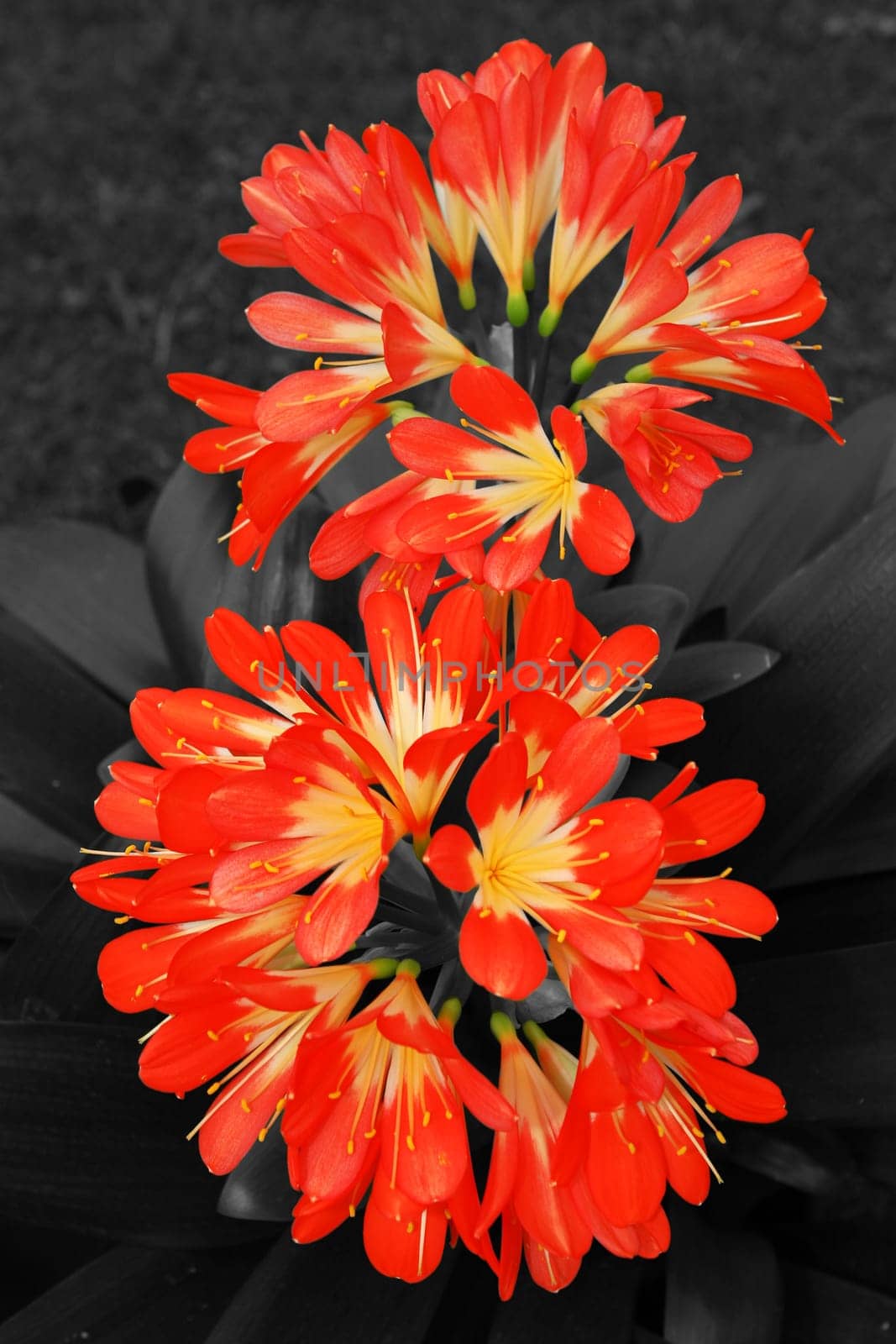Clivie Red