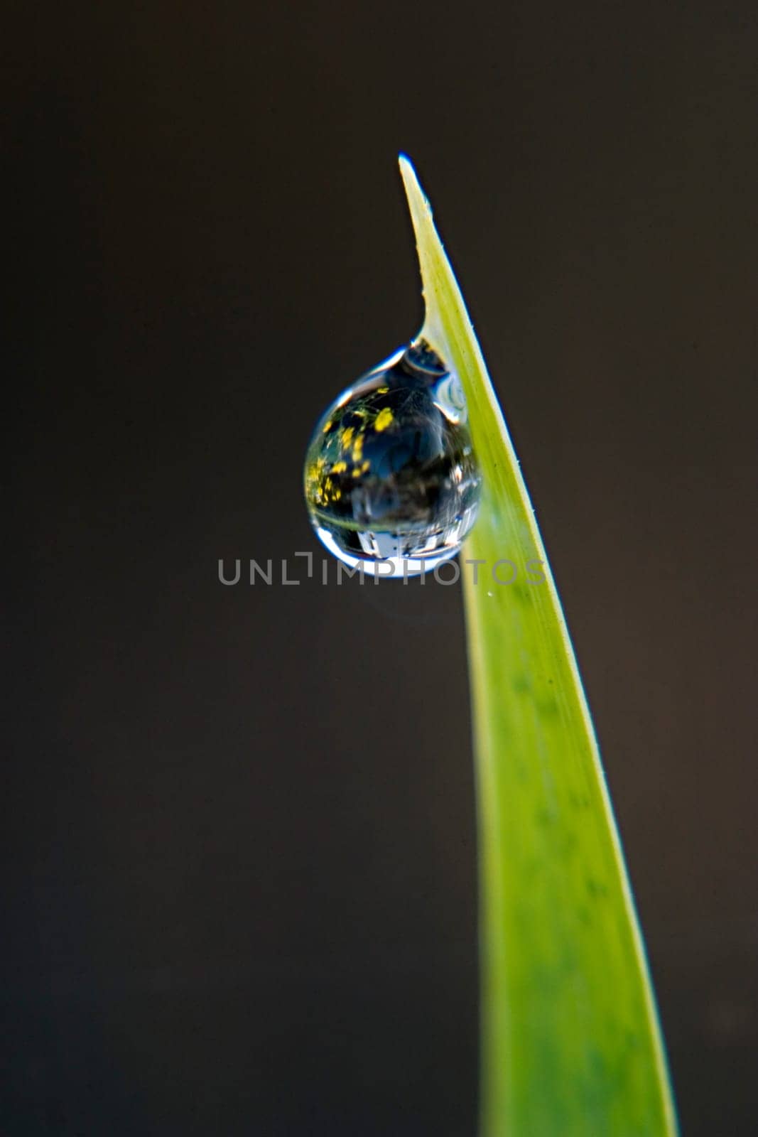Dewdrops with reflection