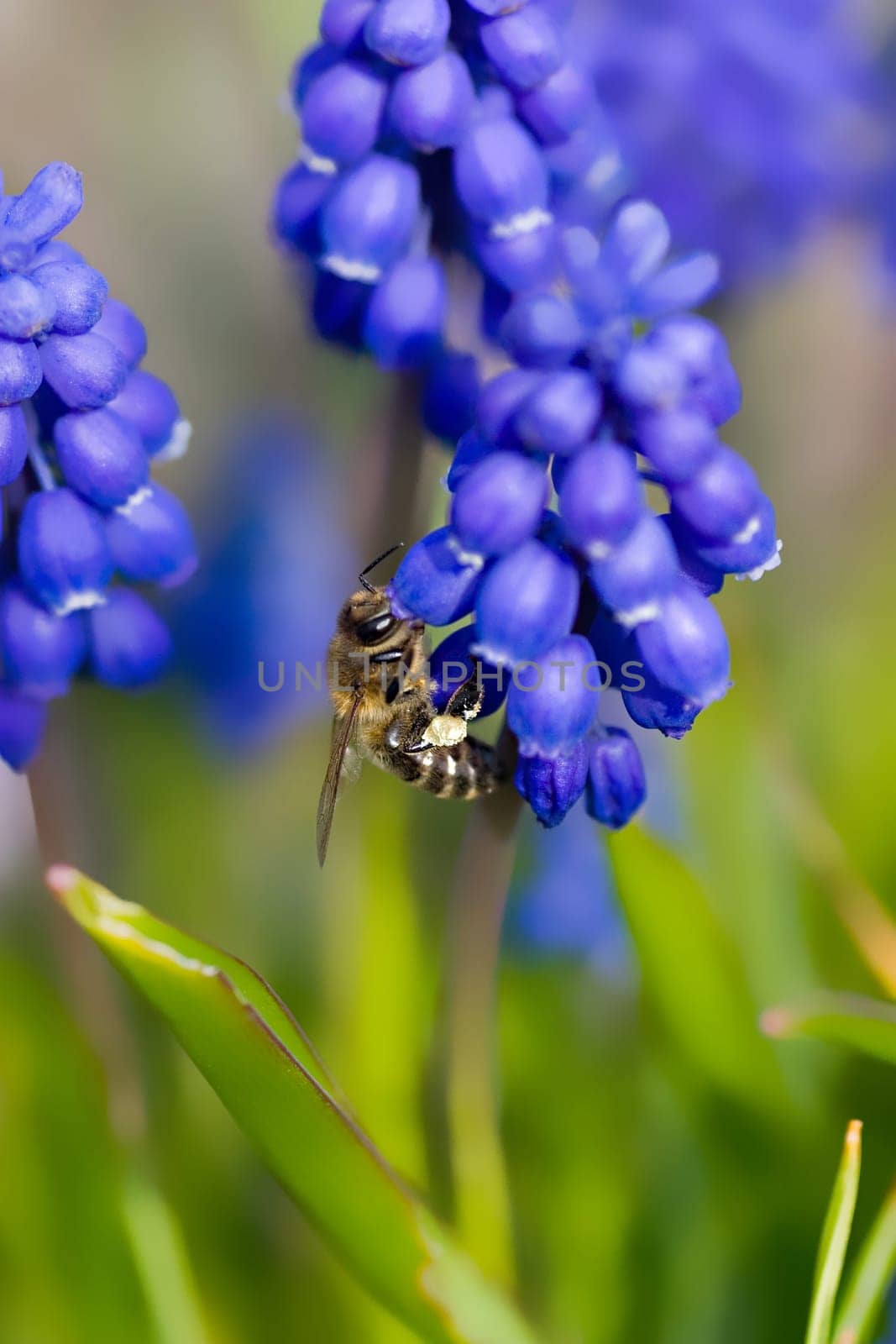 industrious bee