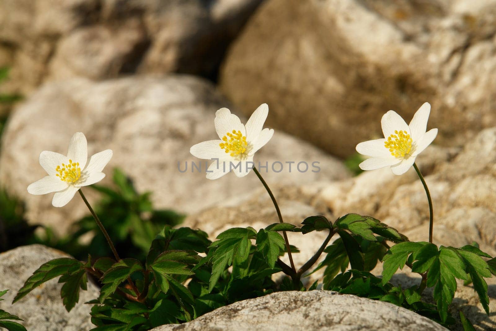 Anemone nemorosa,wood anemone