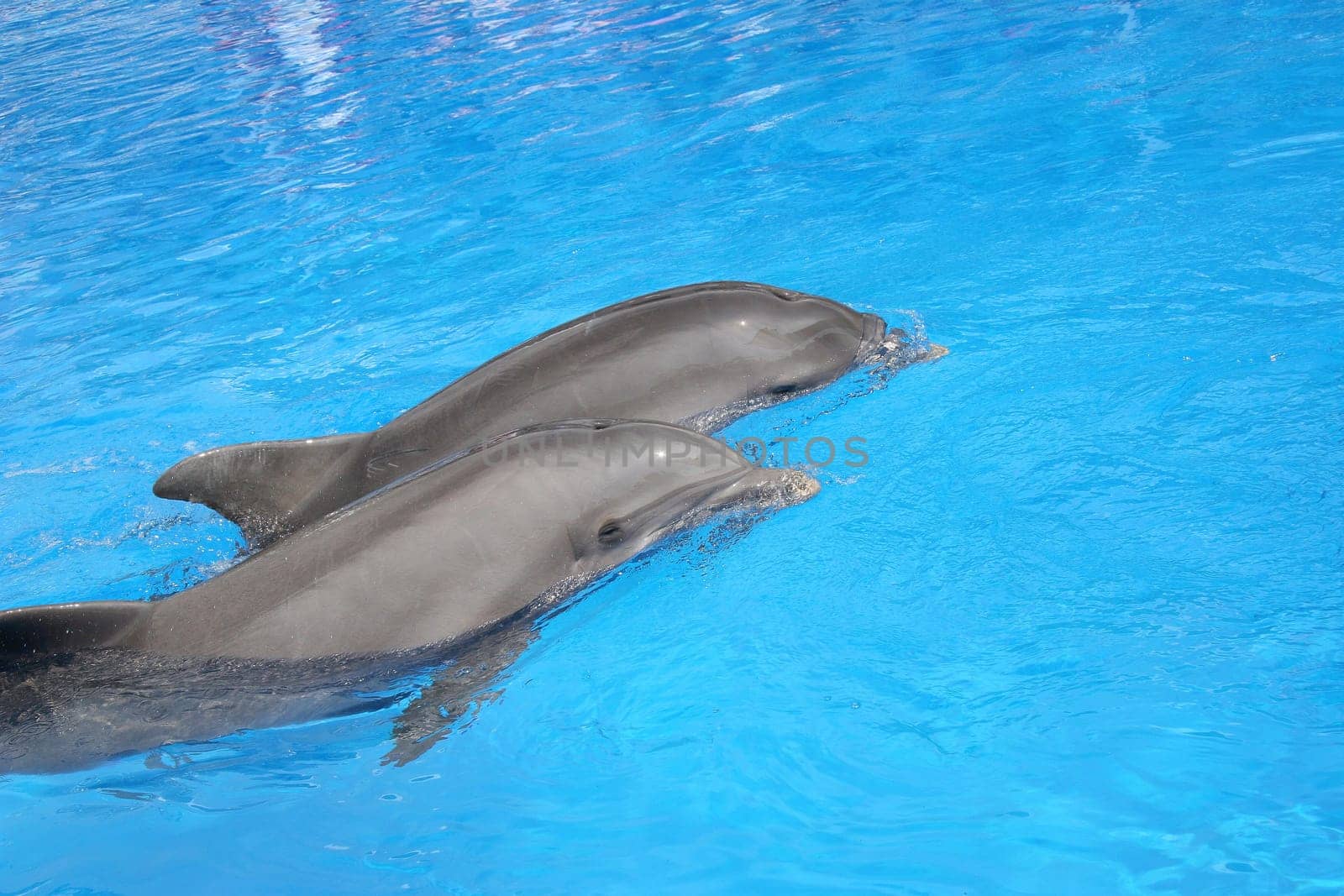 The Flippers