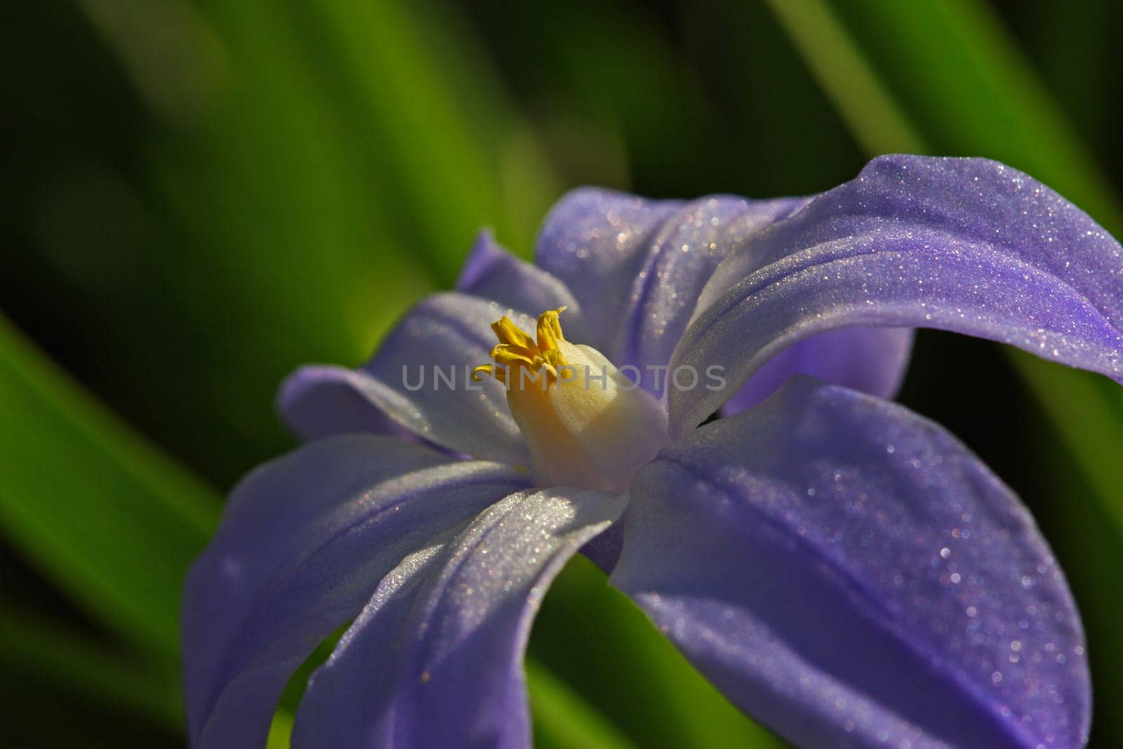 Blue Star