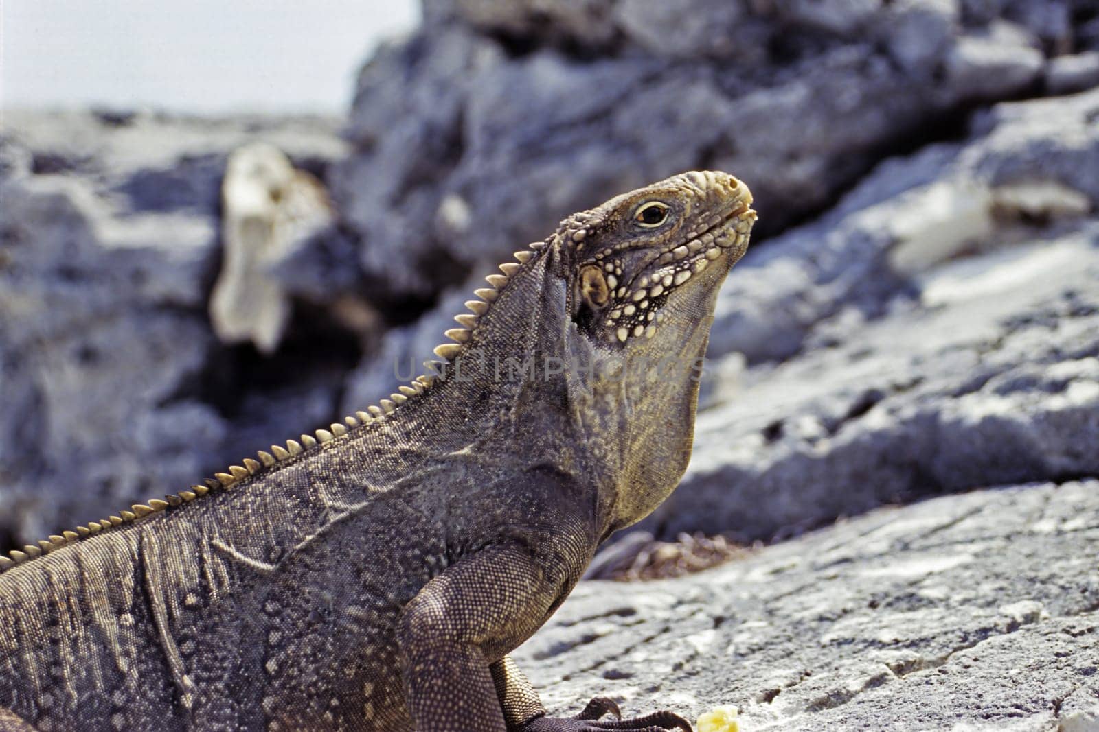 Cuban Belt-tailed Iguana,Cayo Largo/Cuba