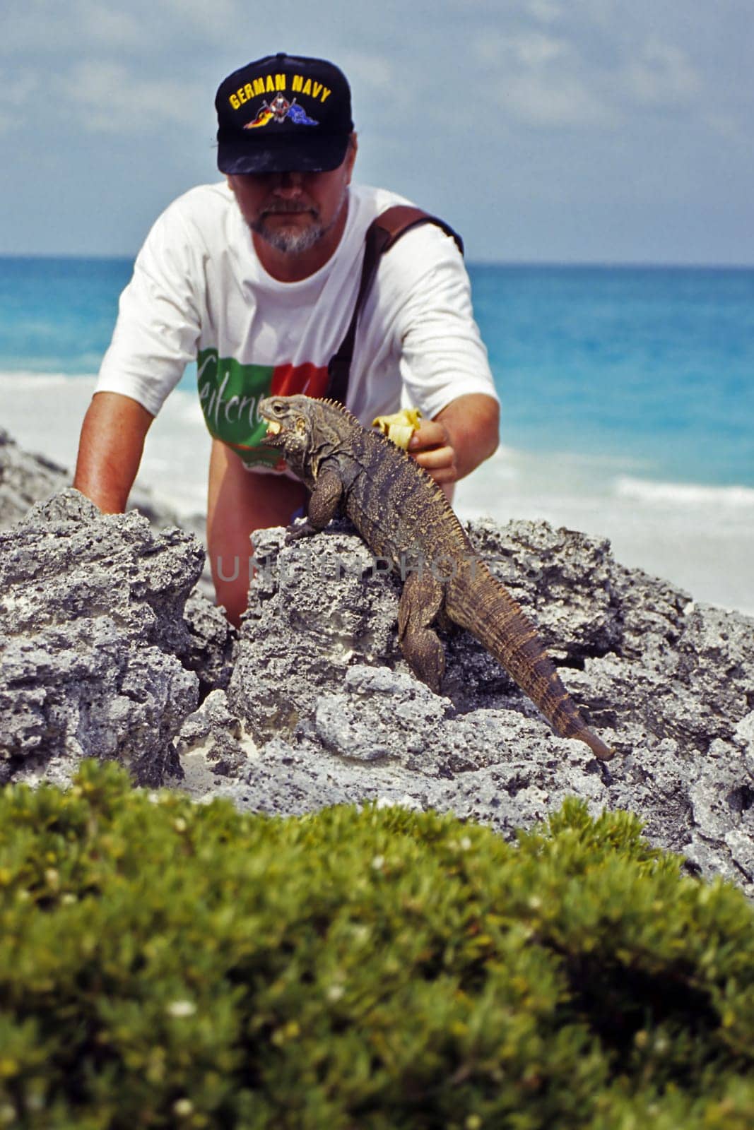 Predator feeding