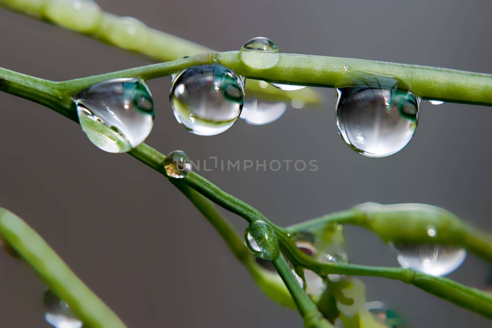 Waterdrop