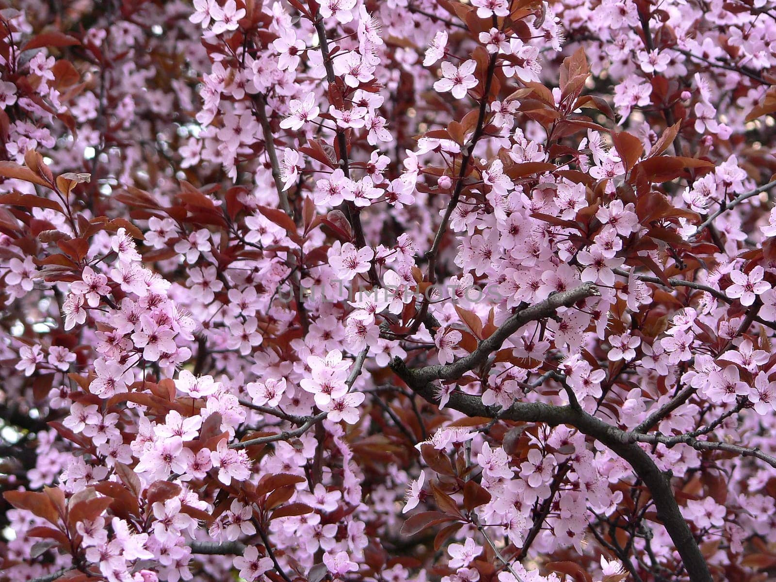 Dream in pink