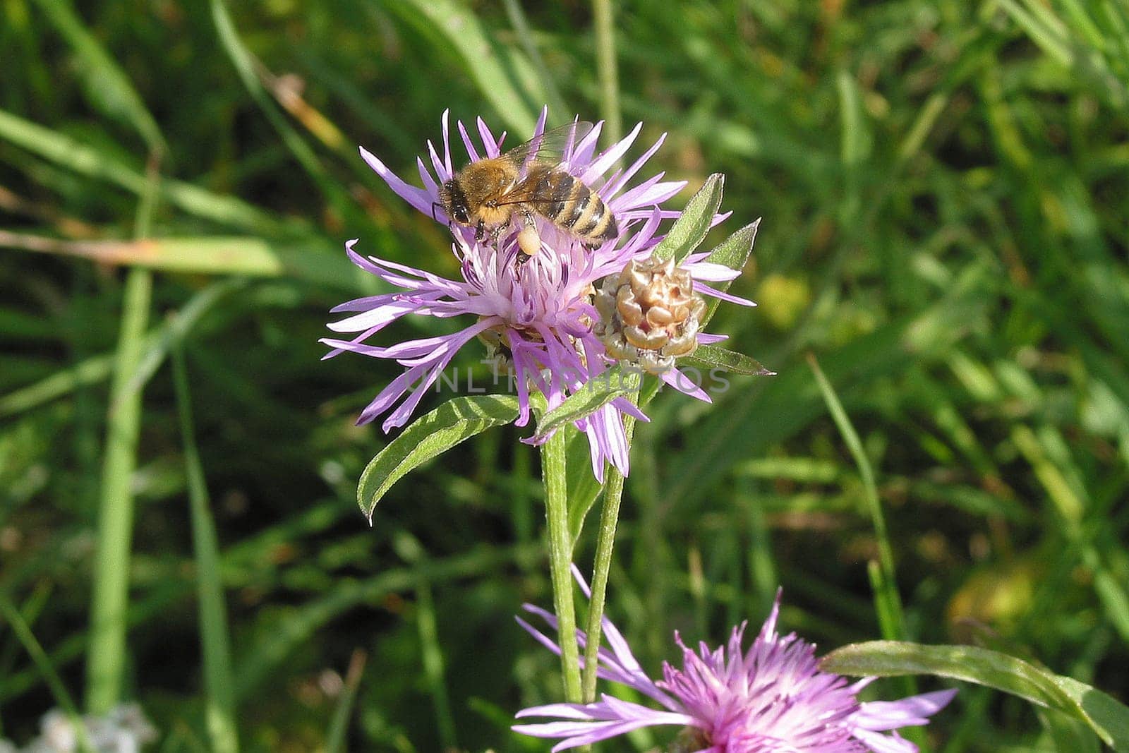 Flower with bee