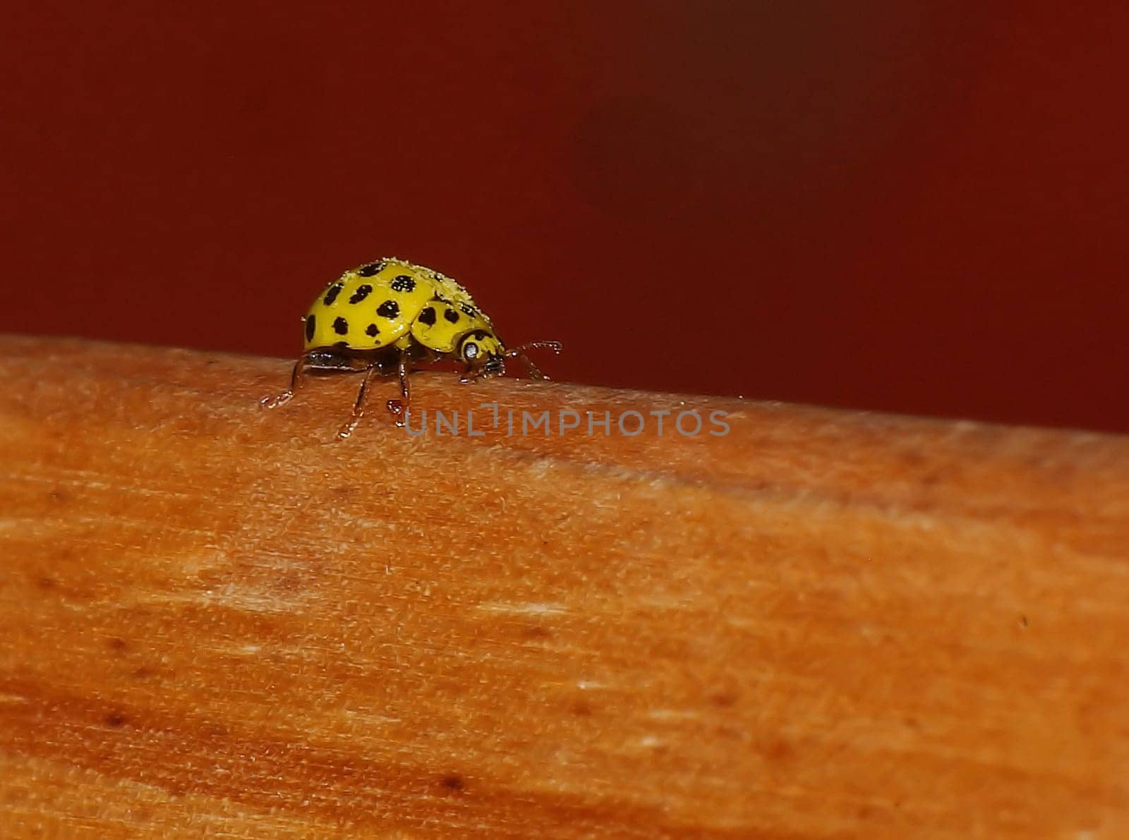 yellow ladybug