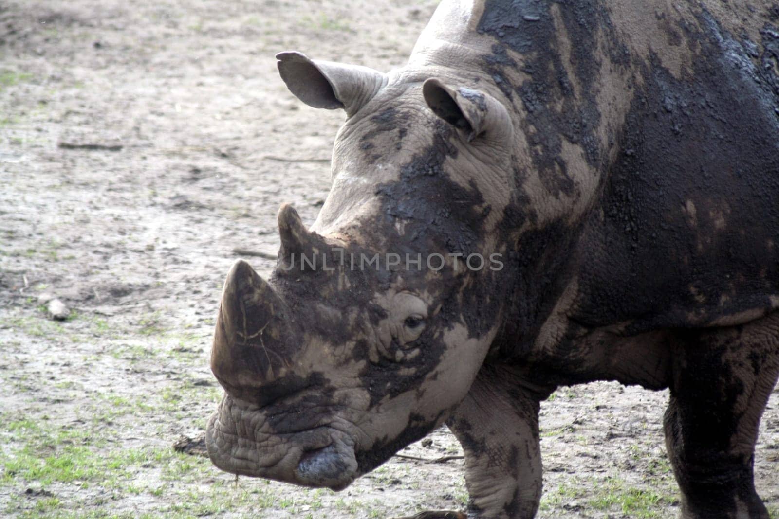 Rhinoceros - Portrait