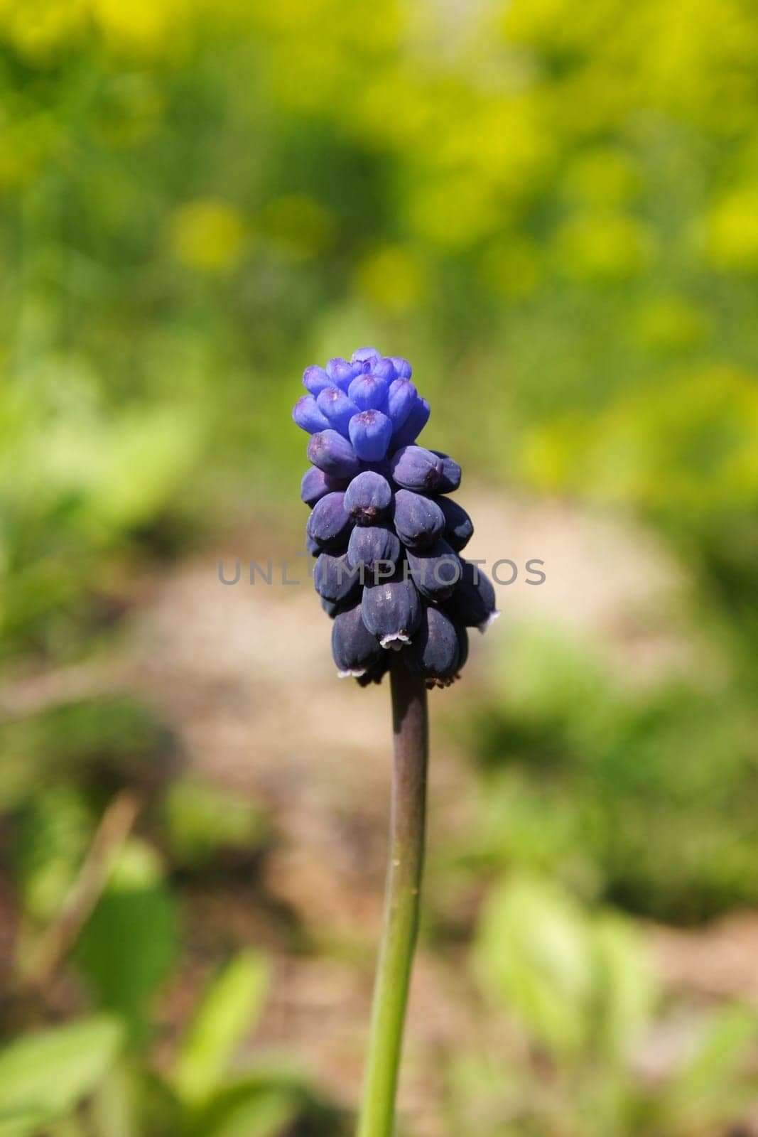 Grape hyacinth