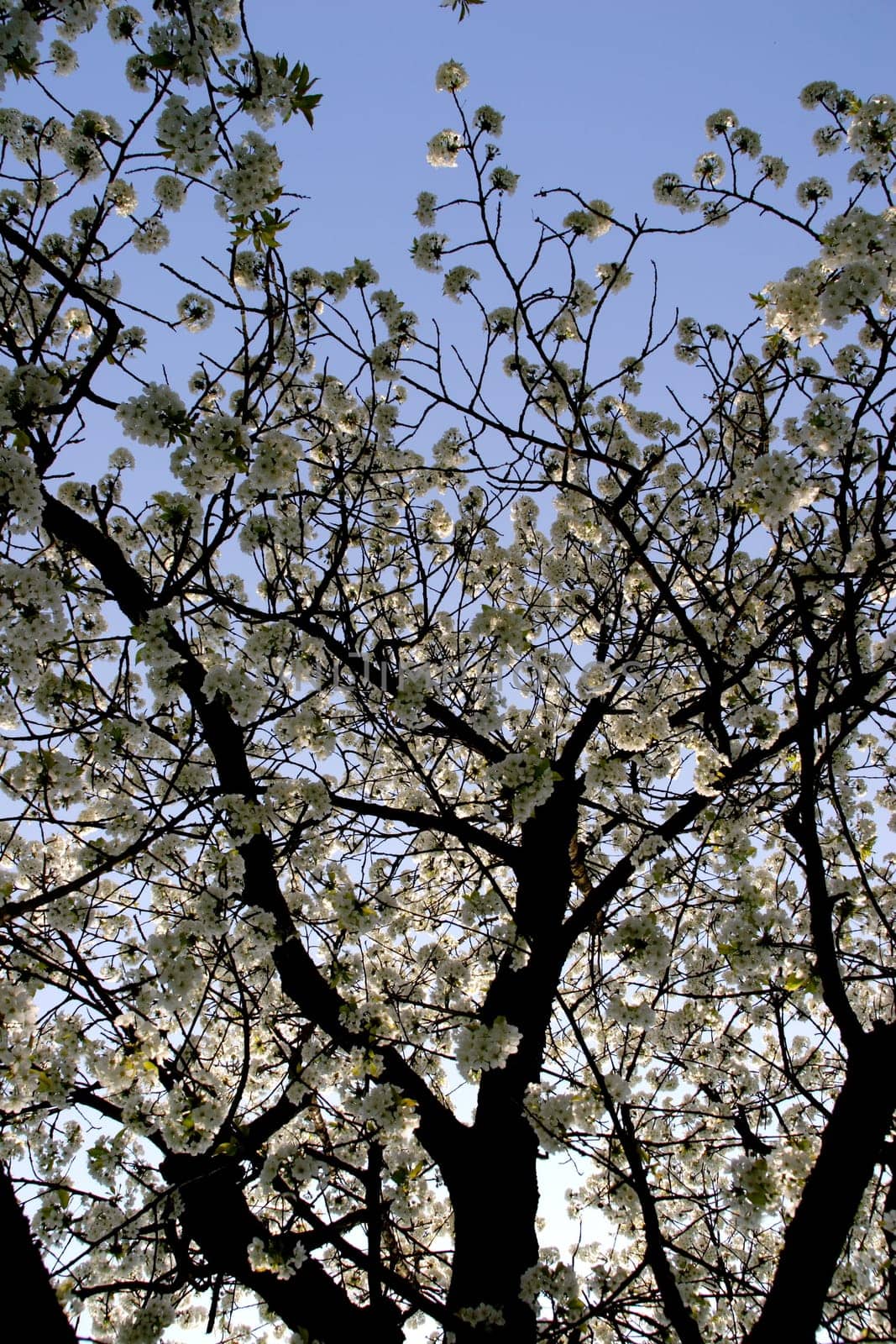 Cherry Blossom 1