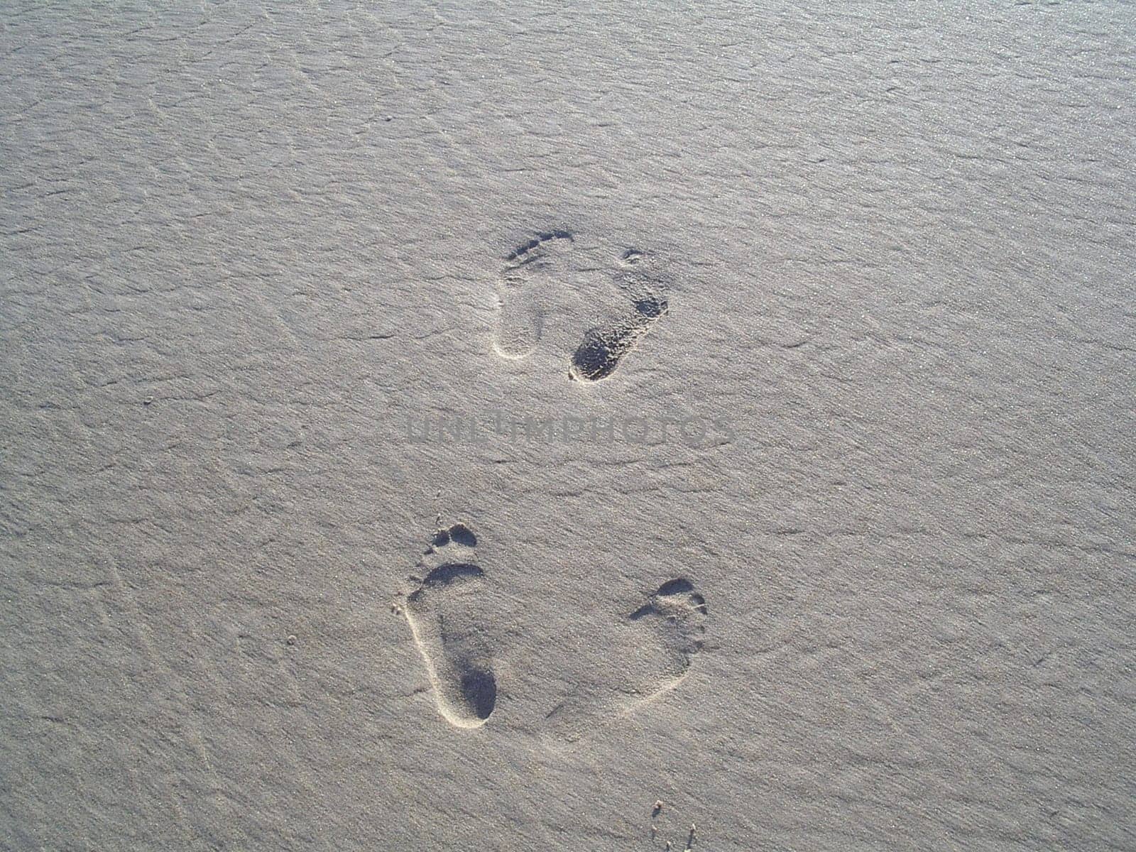 Tracks in the sand