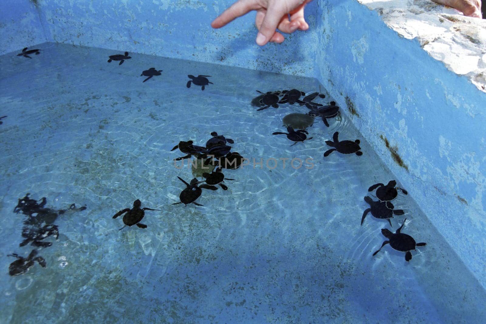 Sea turtle rearing