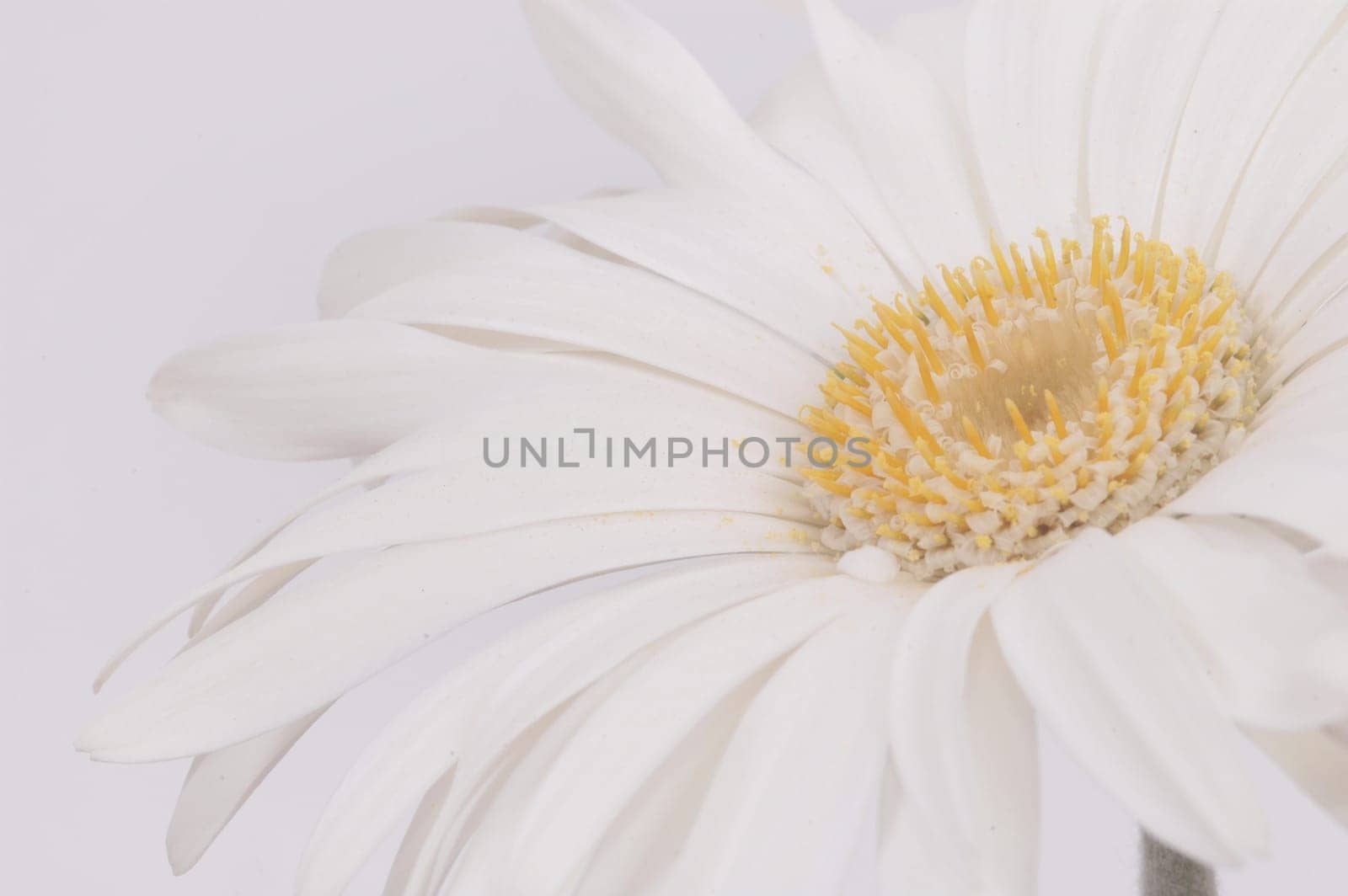 Gerbera