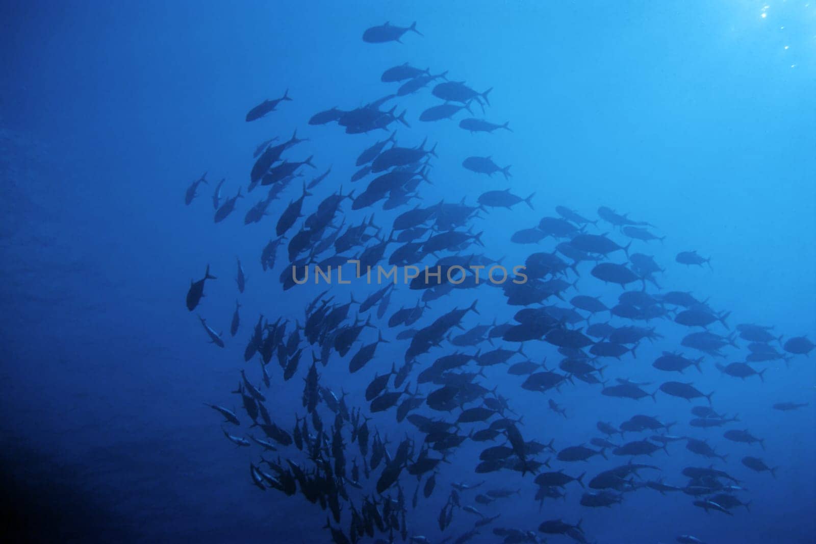 Shoal of preserves