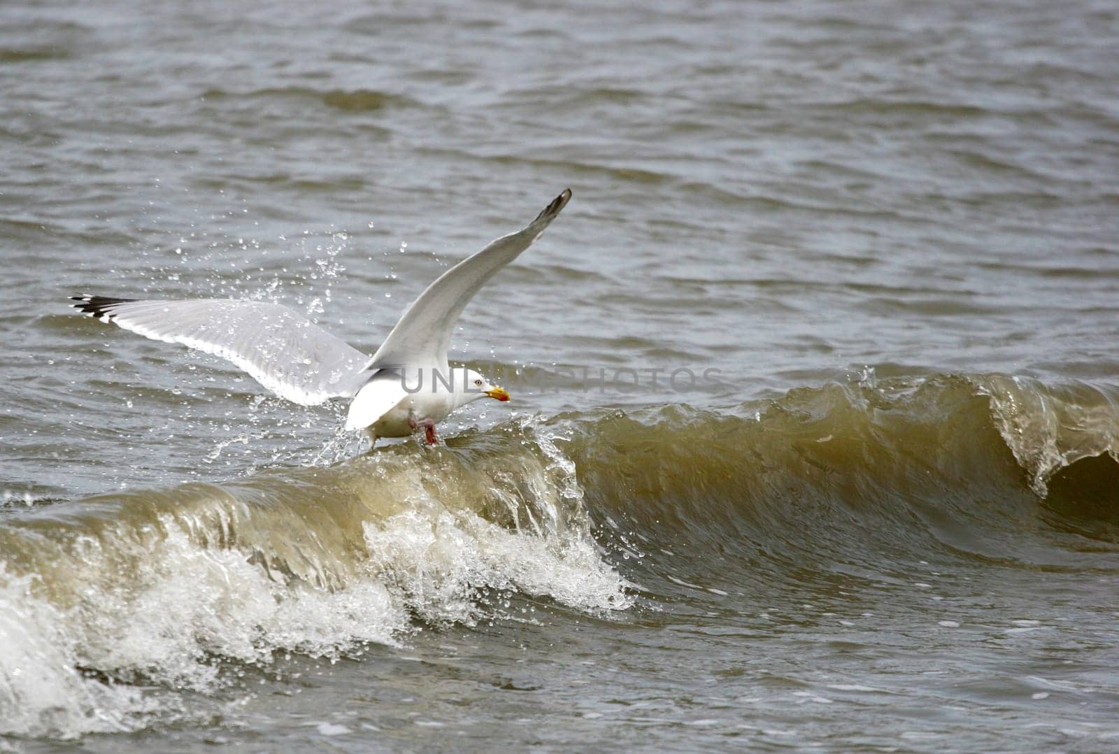 Surfin....