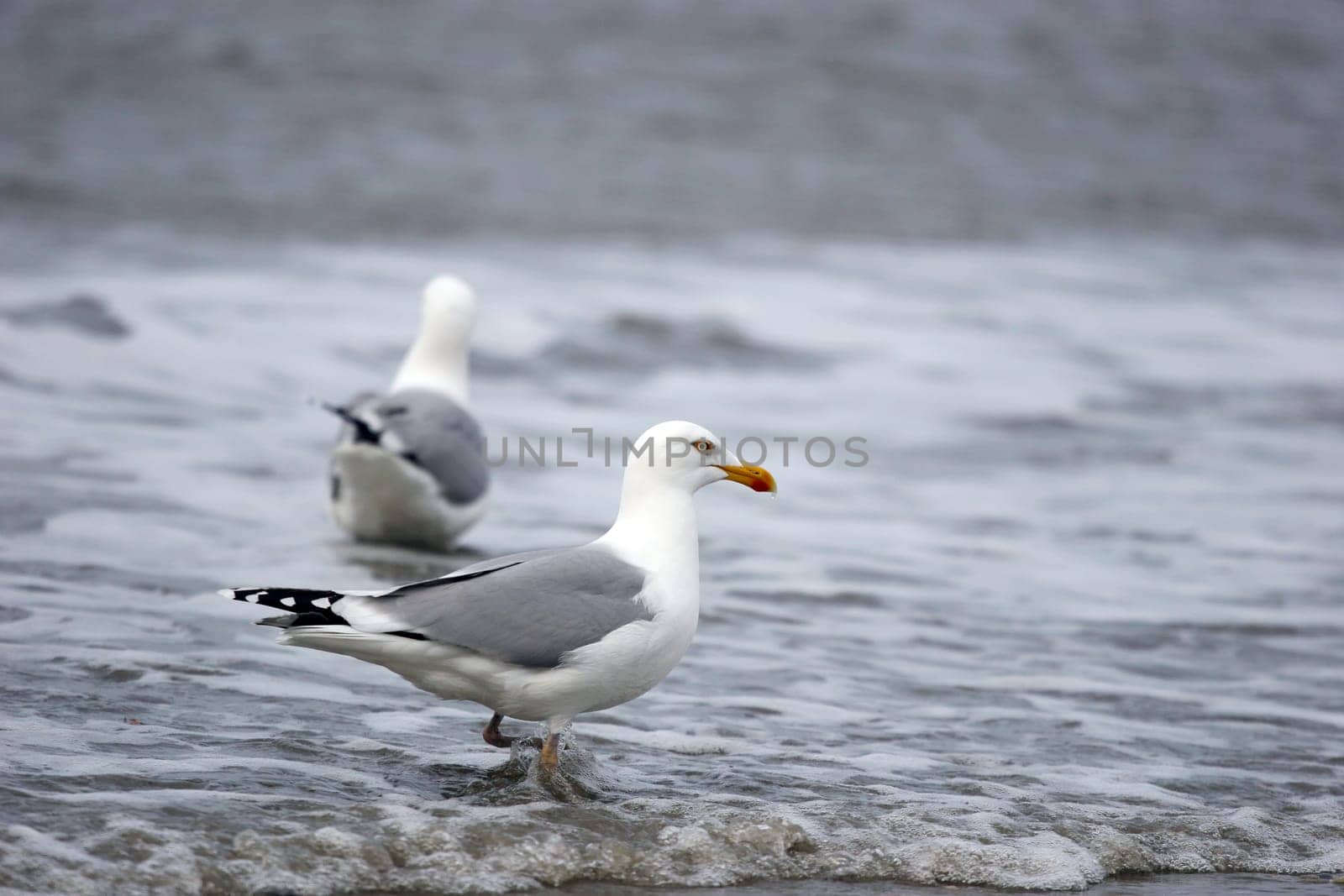 Gull
